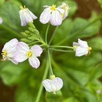 Raphanus raphanistrum L.